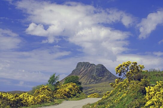 Dense gorse hedges blooming beside a narrow road, spring, Highlands, Mad men road, Scotland, Great Britain