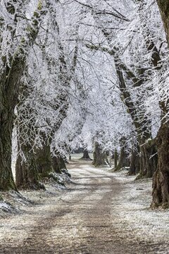 Snow-covered trees form a quiet path in a natural winter landscape, Linden avenue near Maria Schnee, Nassenbeuren, Unterallg&auml;u, Bavaria, Germany