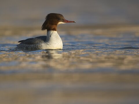 Goosander (Mergus merganser), Moselle, Rhineland Palatinate, Germany