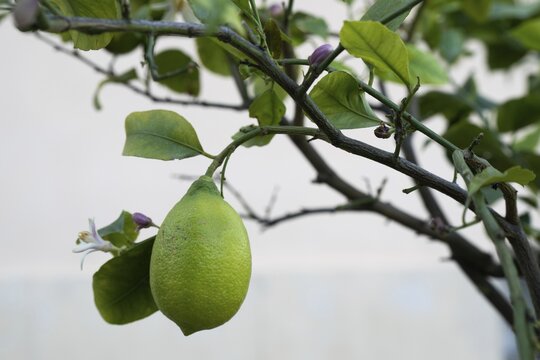 Lime hanging on a branch, Florence, Tuscany, Italy