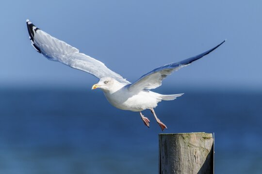 A seagull flies off a wooden post across the blue sea, herring gull (Larus argentatus) wildlife, Western Pomerania Lagoon Area National Park, Zingst, Mecklenburg-Western Pomerania, Germany