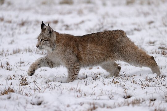 Eurasian lynx (Lynx lynx) in a snowy meadow, Czech Republic