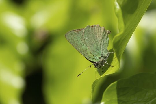Green hairstreak butterfly (Callophrys rubi) adult insect resting on an Ivy tree leaf in spring, Suffolk, England, United Kingdom