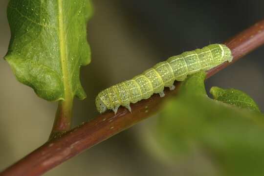 Cosmia trapezina, dun-bar, trapezoid, high size, portrait, inchworm, insects, moths, moths, moths, caterpillars, butterflies