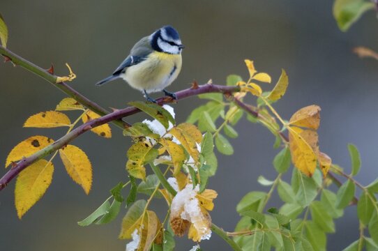 Blue tit, dog rose, parus caeruleus, pink canina, rosaceae, rose family, autumn, birds, dog rose, flora, autumn, tit, passeri, plants, songbirds, songbirds, tits, birds