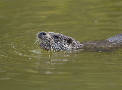 European otter (Lutra lutra) swimming in water captive, Germany