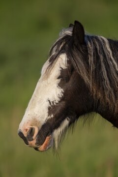 Horse or pony (Equus caballus) adult animal in a grass field, England, United Kingdom