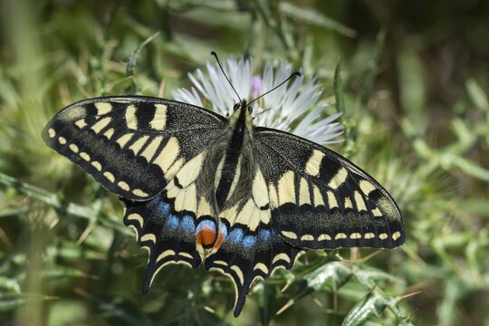 Granelli, Italy, Pantani Cuba and Longarini, Papilio Machaon, Swallowtail, Swallowtail, Migratory Bird Sanctuary, Pantani Cuba & Longarini Migratory Bird Sanctuary, Butterfly, Insects, Italy, Butterfly, Sicily, Foundation for Biodiversity, Butterflies