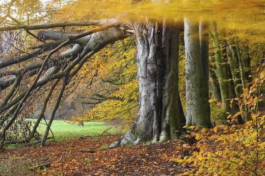 Beech forest on the Hohe Ufer on the Hunte near D&ouml;tlingen, forest, Huntepadd, D&ouml;tingen, Lower Saxony, Germany