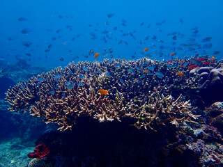 A dense school of tropical fish swarms above a large branching staghorn coral formation. Wide underwater photography capturing the vibrant biodiversity and bustling life of a healthy reef ecosystem. © Houston