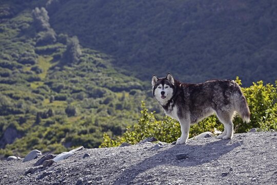 Husky looks into the camera