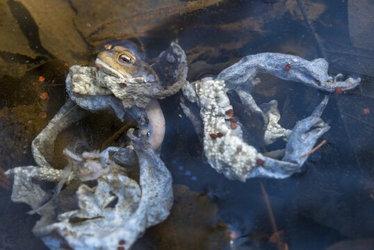 Bufo bufo, common toad, amphibians, amphibians, prey, early, spawning season, amphibians, sacrifice, mating season, jump, dead, remains