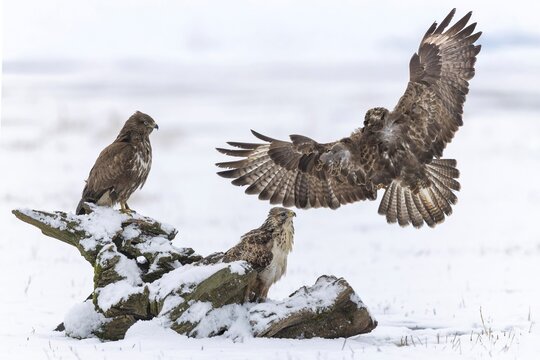 Buzzard (Buteo buteo) Interaction of three birds of prey, food competitor, spreading wings, bird of prey, foraging, snow and frost, winter landscape, floodplain landscape, floodplain meadows, UNESCO World Heritage Site, Elbe River Landscape Biosphere Reserve, Saxony-Anhalt, Germany