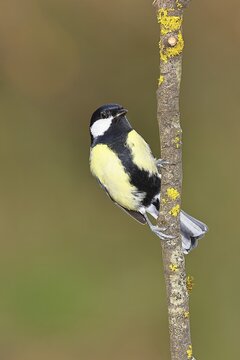 Great Tit (Parus major), sitting on a branch overgrown with moss and lichen, Wildlife, Animals, Birds, Tits, Wilnsdorf, North Rhine-Westphalia, Germany