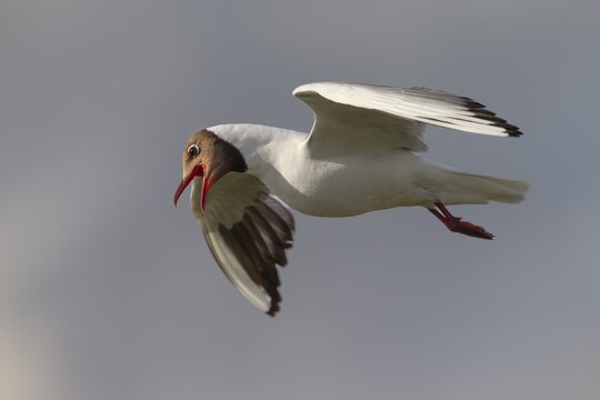 With their loud cries, black-headed gulls (Chroicocephalus ridibundus) are in constant contact with their fellow gulls: summer plumage, gull cry, gull call, photo in flight, beach bird, coastal bird, July, Germany
