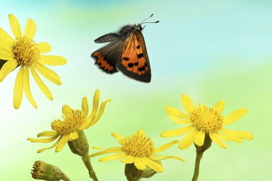 Small copper (Lycaena phlaeas), in flight, on flower of Ragwort (Senecio jacobaea), Germany