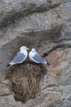 Kittiwake (Rissa tridactyla) at the nest, Tind, Nordland, Lofoten, Norway