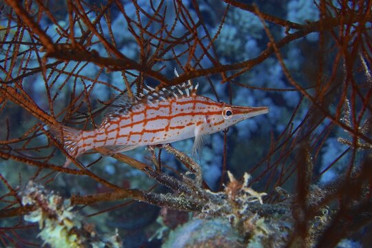 Longnose hawkfish (Oxycirrhites typus) Longnose tufted bass LaNaB&uuml;Ba, red variant. Dive site Strait of Tiran, Sinai, Egypt, Red Sea