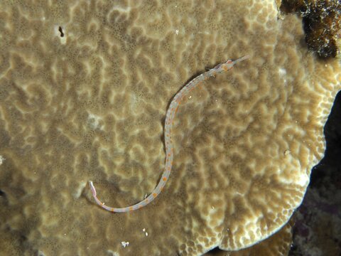 A black-breasted sea needle (Corythoichthys nigripectus) lying well camouflaged on a coral, dive site House Reef, Mangrove Bay, El Quesir, Red Sea, Egypt