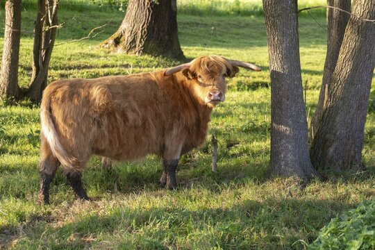 Artiodactyla, bos primigenius f. taurus, cattle, even-toed ungulate, highland cattle, kyloe, cloven-hoofed, cattle grazing, Scottish highland cattle, grazing, domesticated animals, extensive grazing, pet, highland cattle, mammals, cattle, mammals, mammals, pasture