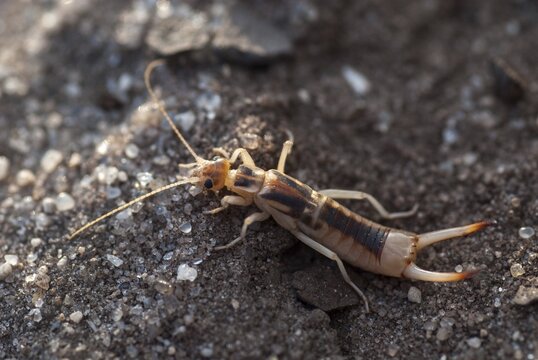 Brandenburg, Germany, Giant Earwig, Labidura Riparia, Nabu, national natural heritage, natural paradise Gr&uuml;nhaus, sandearworm, post-mining landscape, green house, insects, earwigs
