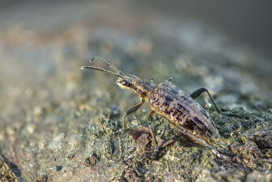 Small pintrestle, rhagium inquisitor, shotbuck, sensing pindeer, beetle, coleoptera, insects, beetles, ribbed pine borer