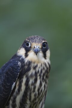Hobby (Falco subbuteo) adult falcon bird of prey head portrait, England, United Kingdom