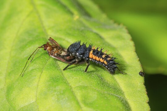Larva of Asian lady beetle feeding on a dead bug larva, Baden-W&uuml;rttemberg, Germany