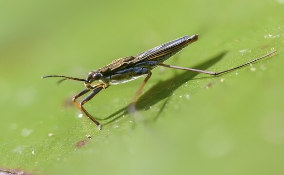 Common Pond Skater, Common Water Strider, Gerris Lacustris, Heteroptera, Water Strider, Water Cutter, Insects, Bugs
