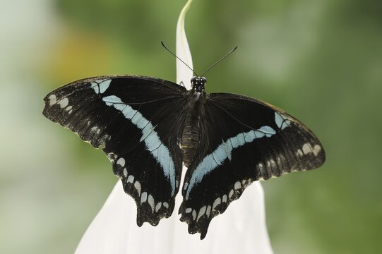Narrow Green-Banded Swallowtail (Papilio nireus), captive, occurrence in Africa