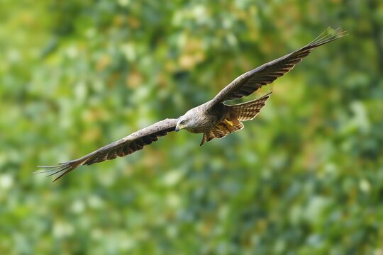 Red Kite (Milvus milvus), wildlife, Germany, a bird of prey in flight in its natural habitat with a blurred background