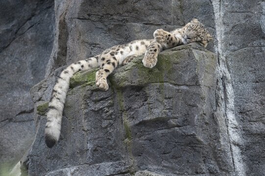 Snow leopard (Panthera uncia) lying on a rock, occurring in the Central Asian high mountains, captive