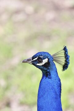 Indian peafowl (Pavo scalloped ribbonfish), portrait, captive, North Rhine-Westphalia, Germany