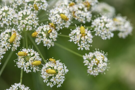 Alleculinae, Cteniopus Flavus, Cteniopus Sulphureus, Plant Beetles, Black Beetles, Sulphur Beetles, Tenebrionidae, Beetles, Coleoptera, Insects, Beetles, Plants, Plants