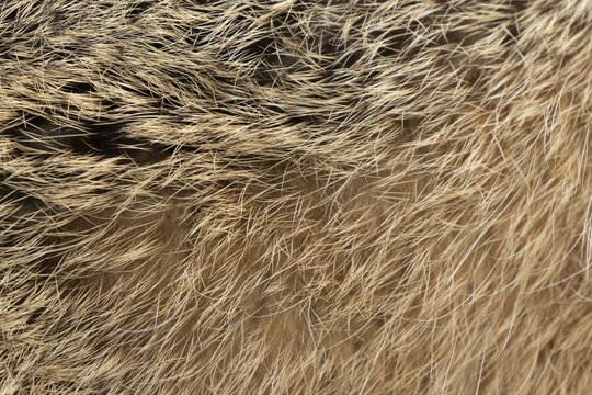 European brown hare (Lepus europaeus) adult animal close up of its fur coat, England, United Kingdom