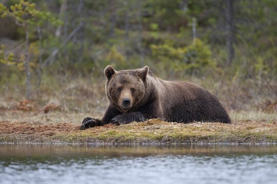 European brown bear (Ursus arctos) adult male resting by a lake in a boreal forest, Suomussalmi, Karelia, Finland
