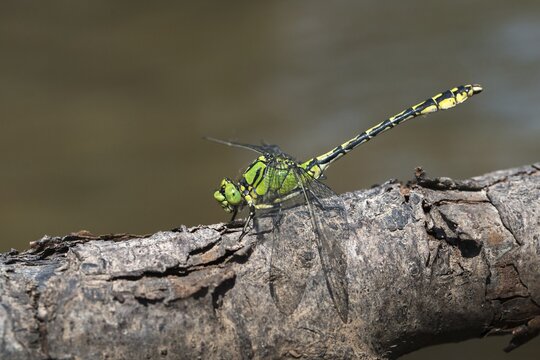 Green culbtail, green snaketail, green wedge, ophiogomphus cecilia, anisoptera, damselflies, dragonflies, insects, dragonflies, odonata