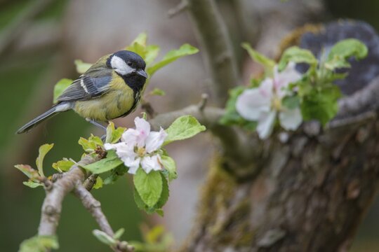 Great tit, great tit, fruit tree blossom, parus major, birds, spring, garden birds, tits, passeri, songbirds, song birds, spring, tits, birds