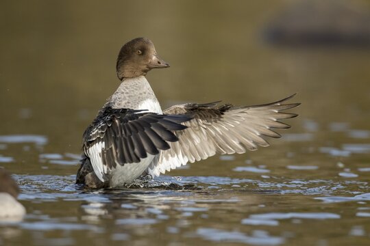 Goldeneye female flapping wings. . (Bucephala clangula)
