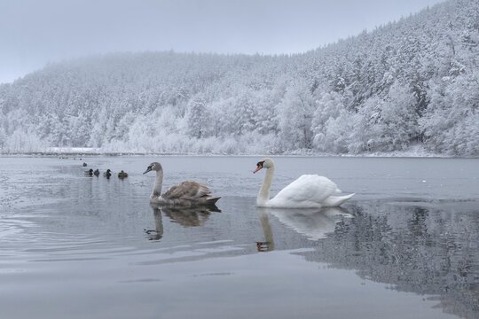 Cygnus olor, mute swan, anatidae, birds, duckbirds, cusp swan, swans, snow, swans, birds, waterbirds, waterbirds, winter