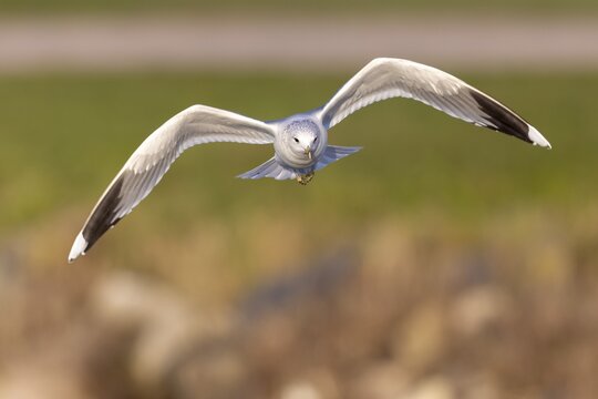 Black-headed gull (Larus ridibundus) in flight, Rhine, Rastatt, Baden-W&uuml;rttemberg, Germany
