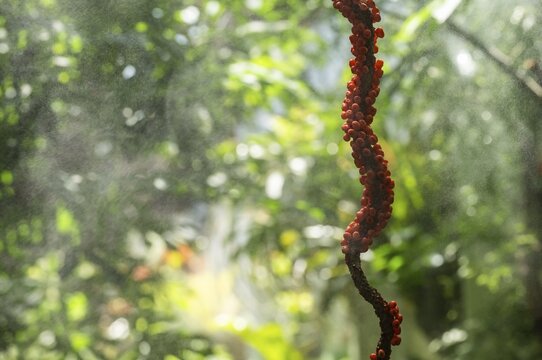 Fruit cluster of a flamingo flower (Anthurium) in the Tropical Corridor, a hot and humid greenhouse that simulates a tropical habitat, at Chelsea Physic Garden, a historic botanical garden and the oldest botanical garden in London, founded in 1673 by the Worshipful Society of Apothecaries, Chelsea, England, United Kingdom