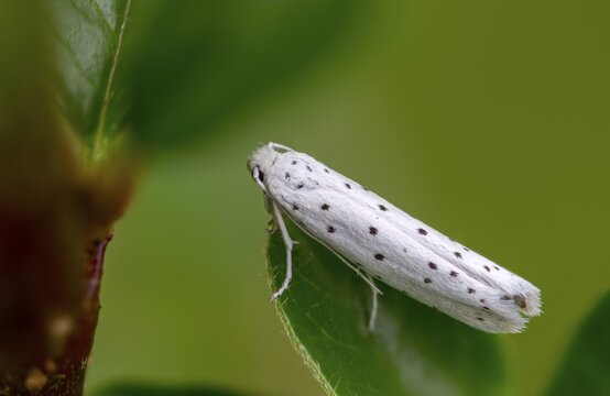 Bird-cherry ermine, ghost moth, grape cherry moth, Yponomeuta evonymella, insects, moths, moths, butterflies