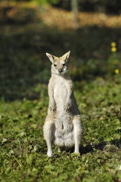Agile Wallaby or Sandy Wallaby (Macropus agilis), Tierpark Hellabrunn zoo, Munich, Upper Bavaria, Bavaria, Germany, Europe
