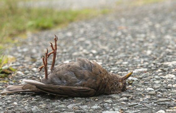 Blackbird, dead find, turdus merula, birds, female, passeri, songbirds, songbirds, road death, death, dead, traffic victim, traffic death, birds, female, run over