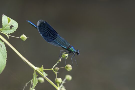 Banded demoiselles, calopteryx splendens, banded dragonflies, dragonflies, insects, dragonflies, insects, dragonflies, odonata, zygoptera