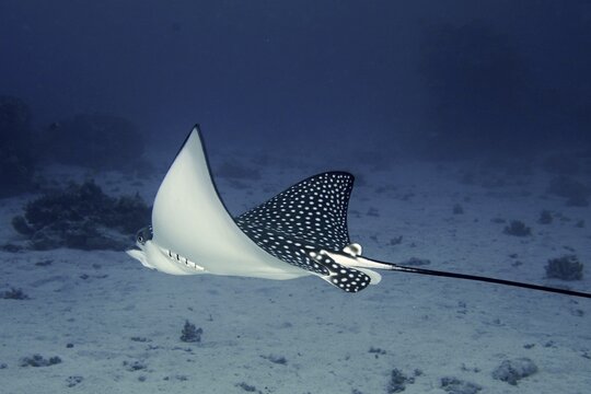 Spotted eagle ray (Aetobatus narinari), House reef dive site, Mangrove Bay, El Quesir, Red Sea, Egypt