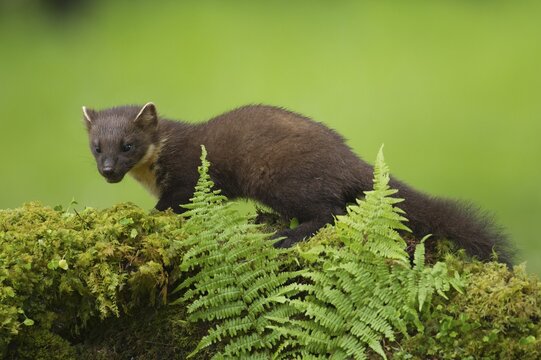 European pine marten (Martes martes) adult mustelid animal on a moss covered wall, Scotland, United Kingdom