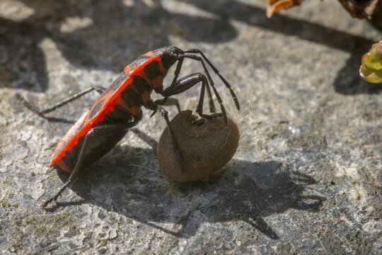 Firebug, common firebug, heteroptera, Pyrrhocoris apterus, prey, capture, hunting, insects, hunting, insects, hunting, bugs