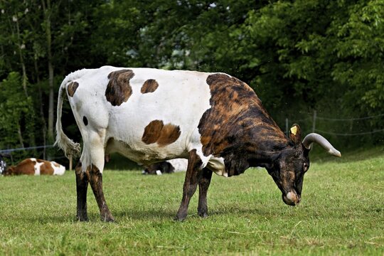 Texas longhorn cow grazing in a meadow, Meienberg, Canton of Aargau, Switzerland